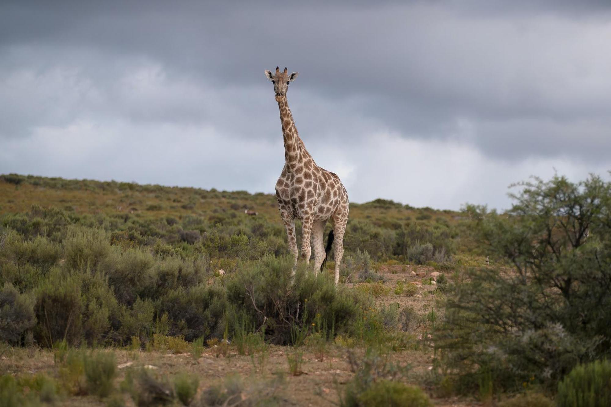 Swartberg Private Game Lodge Oudtshoorn Εξωτερικό φωτογραφία